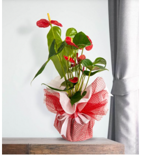 Kırmızı Antoryum Saksı Çiçeği